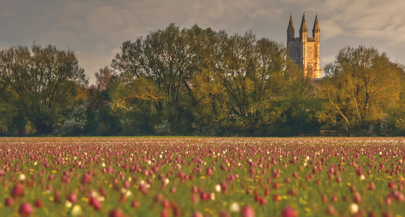 Cricklade Fritillaries credit Phil Selby
